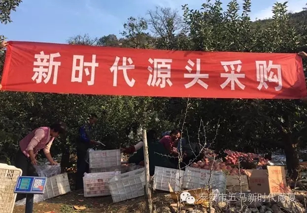 【五馬店產地直采】美味可口的沂源富士等您選！