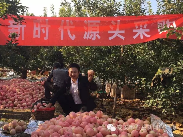 【五馬店產地直采】美味可口的沂源富士等您選！