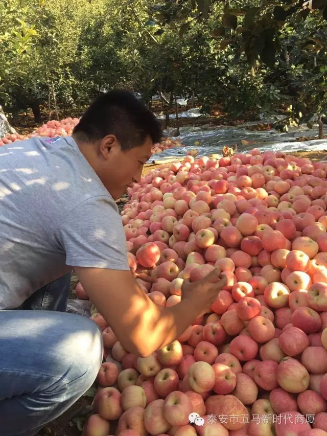 【五馬店產地直采】美味可口的沂源富士等您選！