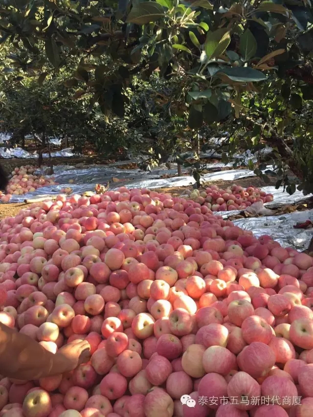 【五馬店產地直采】美味可口的沂源富士等您選！