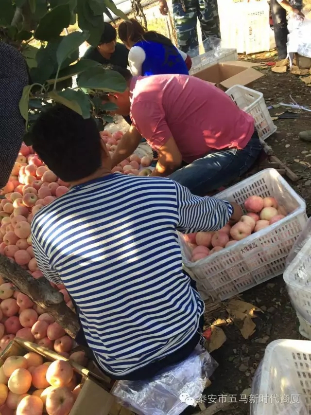 【五馬店產地直采】美味可口的沂源富士等您選！