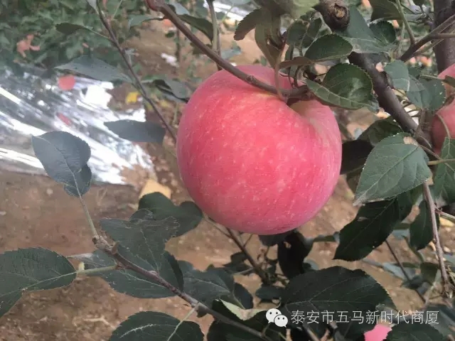 【五馬店產地直采】美味可口的沂源富士等您選！