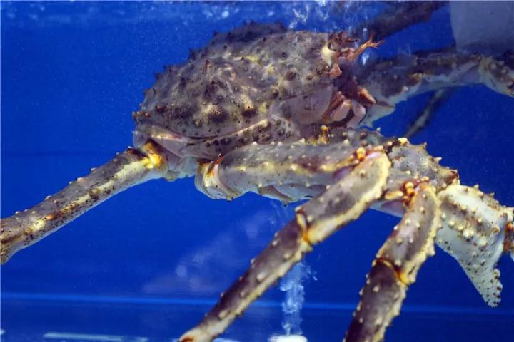 【時代儒商】膠東碼頭海鮮城淮揚菜、魯菜、海鮮超多美味！滿足您的味蕾~~